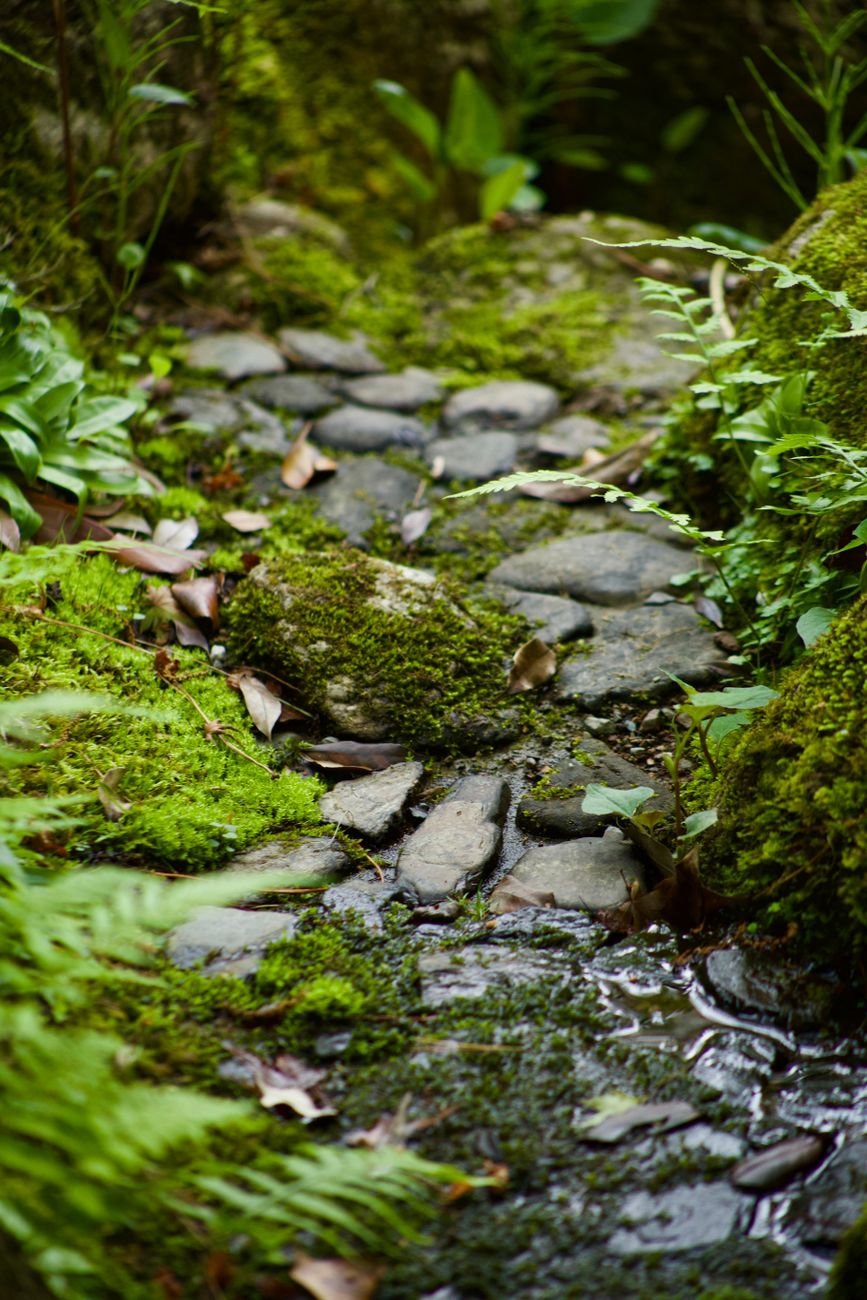 Kyoto historic moss garden with wooden temple corridor